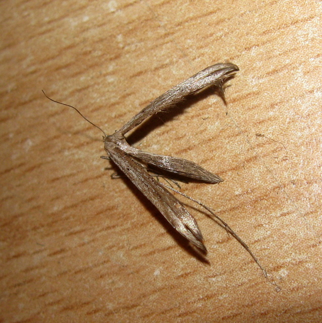 Pterophoridae - tollasmolyfélék