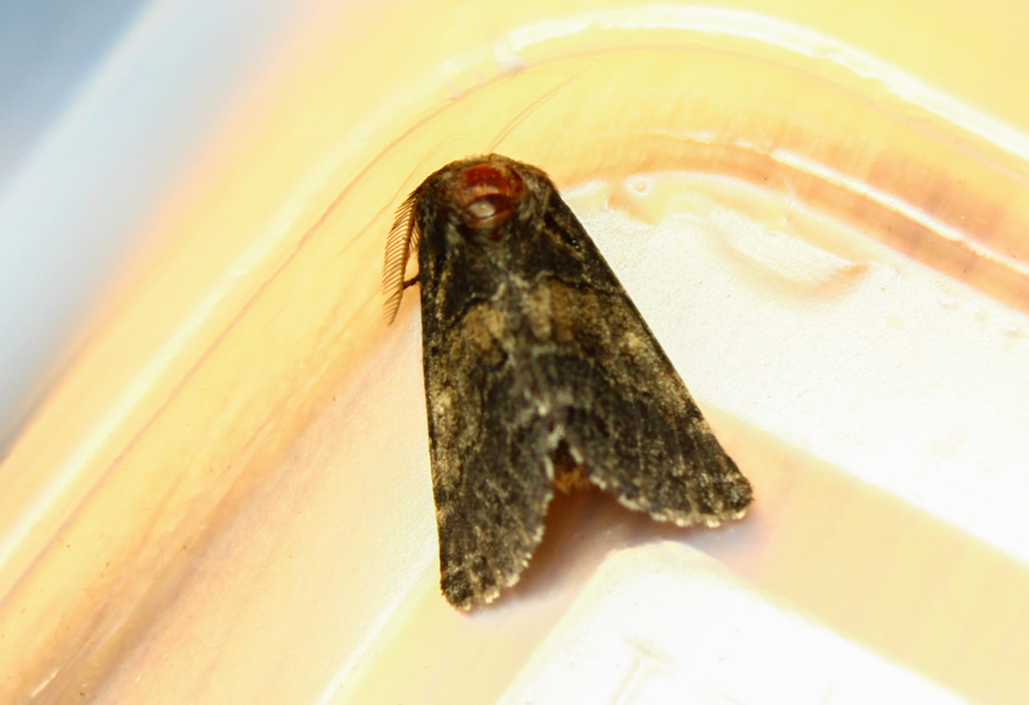 Gluphisia crenata - kormos púposszövő