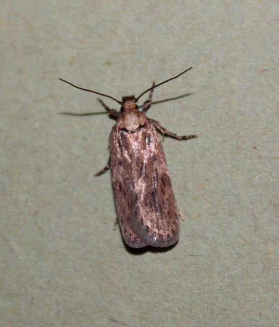 Depressariidae - laposmolyfélék