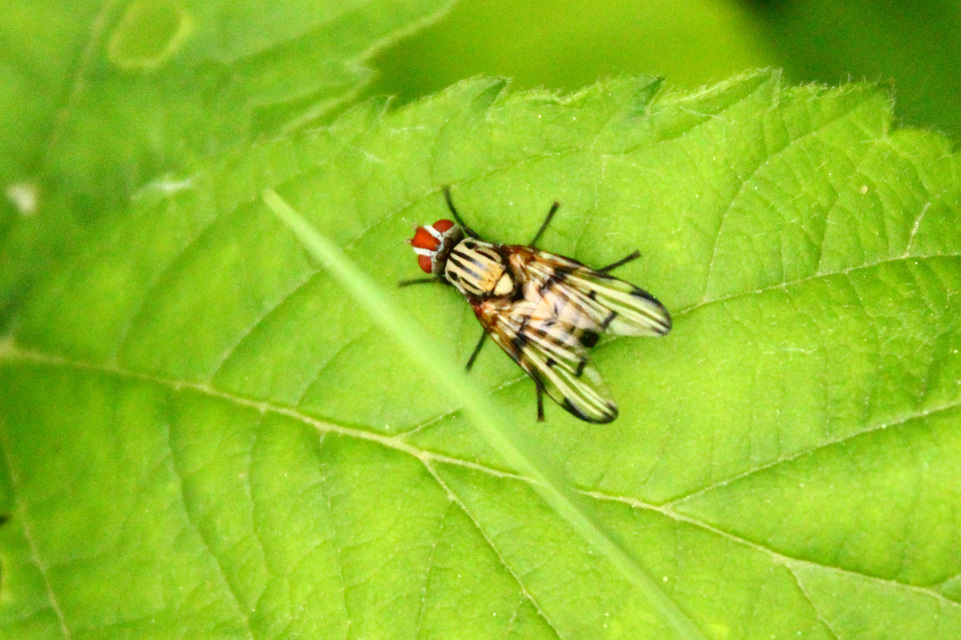 Otites formosa