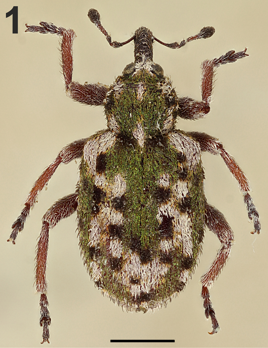 Limobius winkelmanni