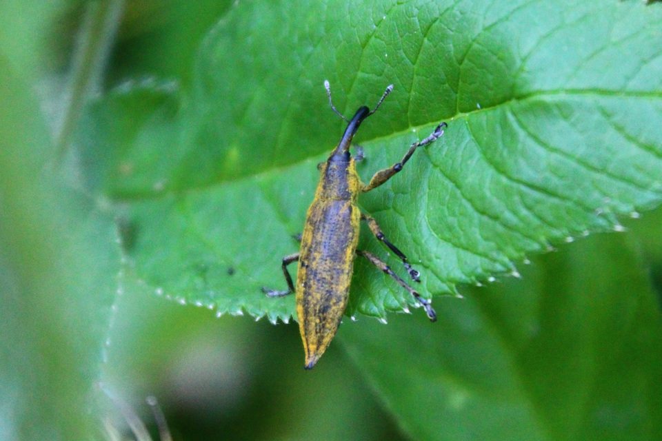 Lixus iridis - bürökfúró dudvabarkó