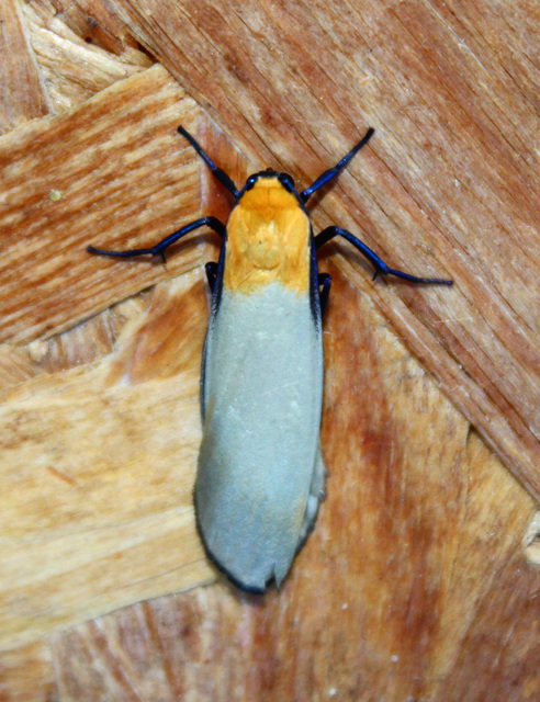 Lithosia quadra - négypettyes zuzmószövő