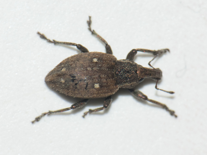 Graptus
