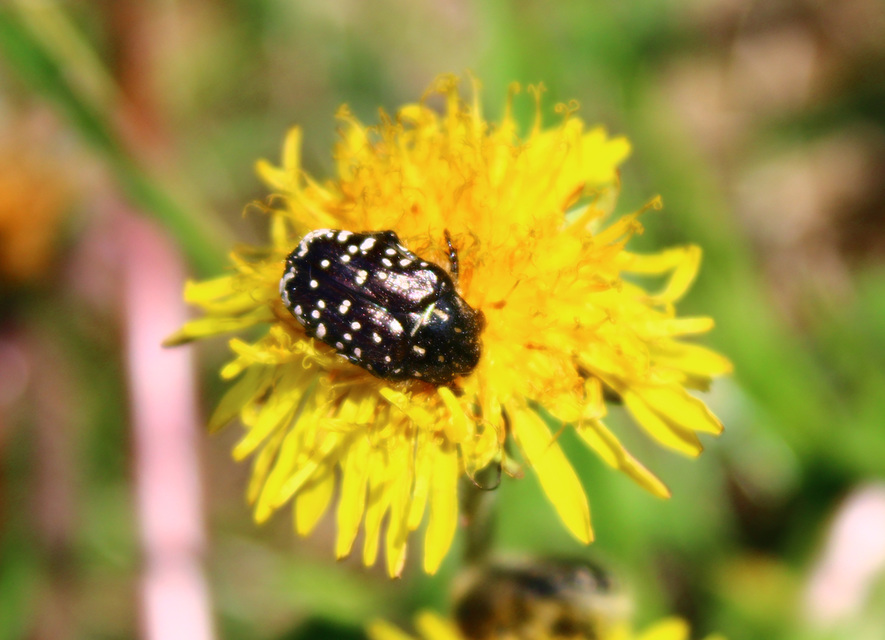 Oxythyrea funesta - sokpettyes virágbogár