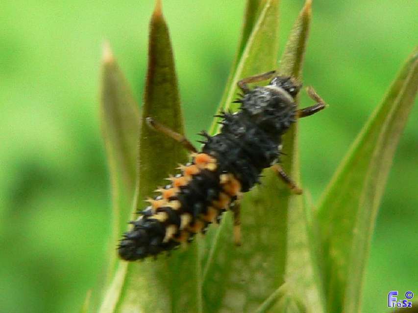 Harmonia axyridis - harlekinkatica