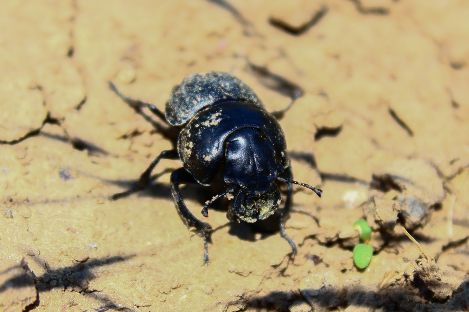 Lethrus apterus - nagyfejű csajkó