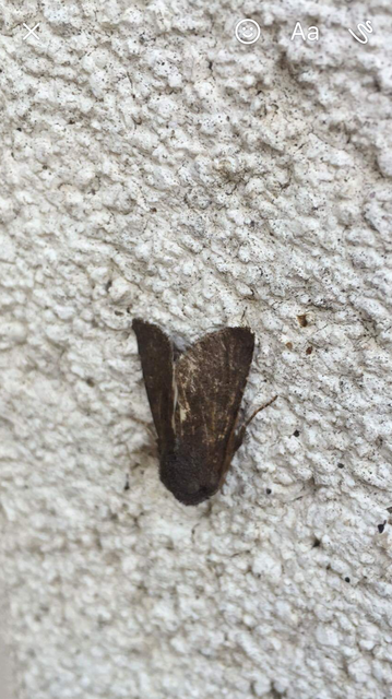 Aporophyla lutulenta - sziki őszibagoly