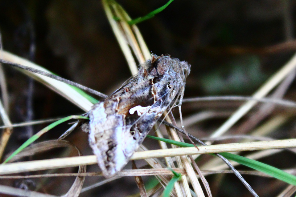 Autographa gamma - gammalepke