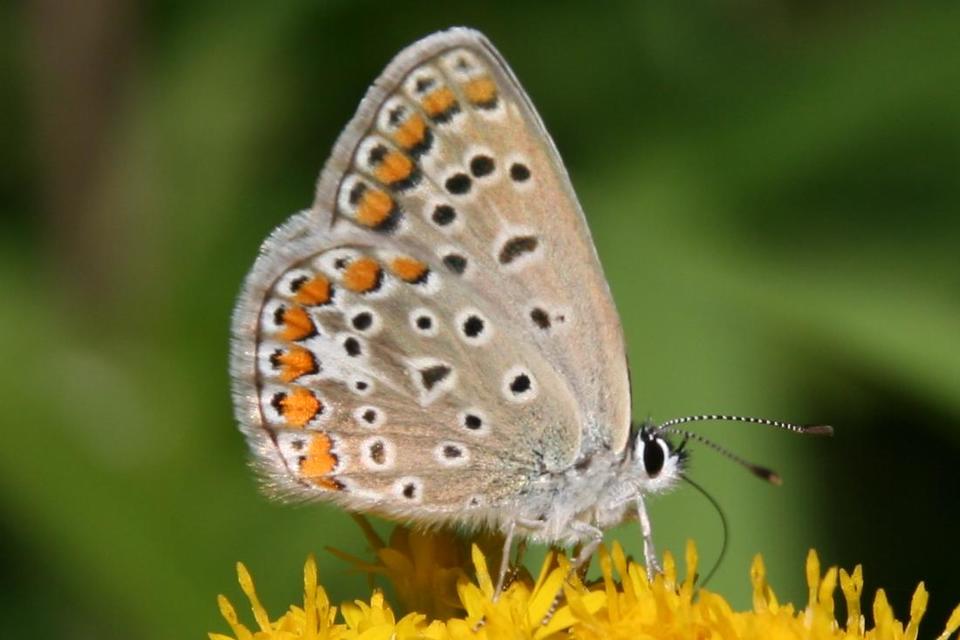 Polyommatus icarus - közönséges boglárka