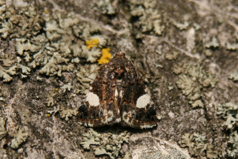 Tyta luctuosa - fekete nappalibagoly