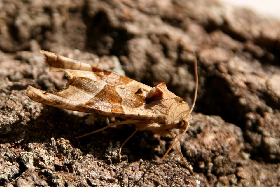 Phlogophora meticulosa - vándorló csipkésbagoly