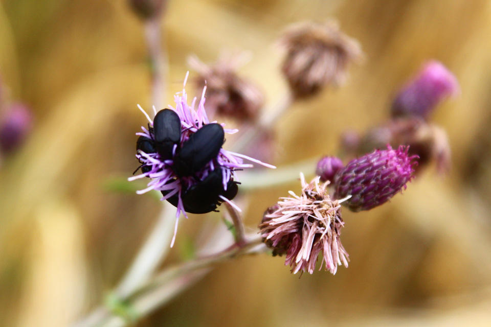 Podonta nigrita - szerecsenbogár