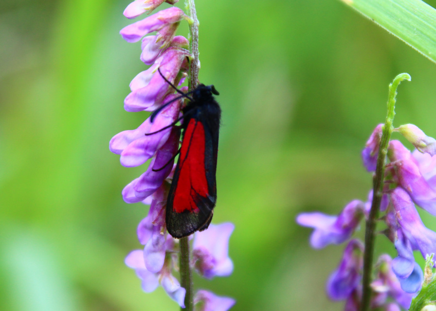 Zygaenidae - csüngőlepkefélék