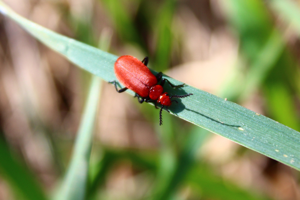 Pyrochroa serraticornis - közép-bíborbogár