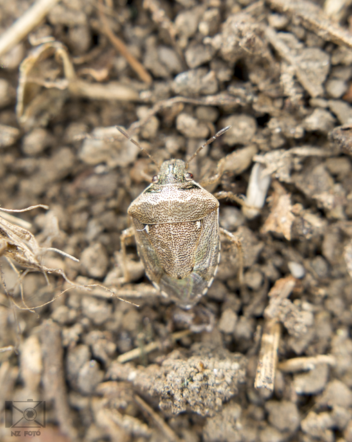 Eysarcoris ventralis - fakó feketefejű-poloska Eysarcoris ventralis - fakó feketefejű-poloska