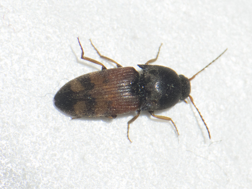 Drasterius bimaculatus - változékony pattanó