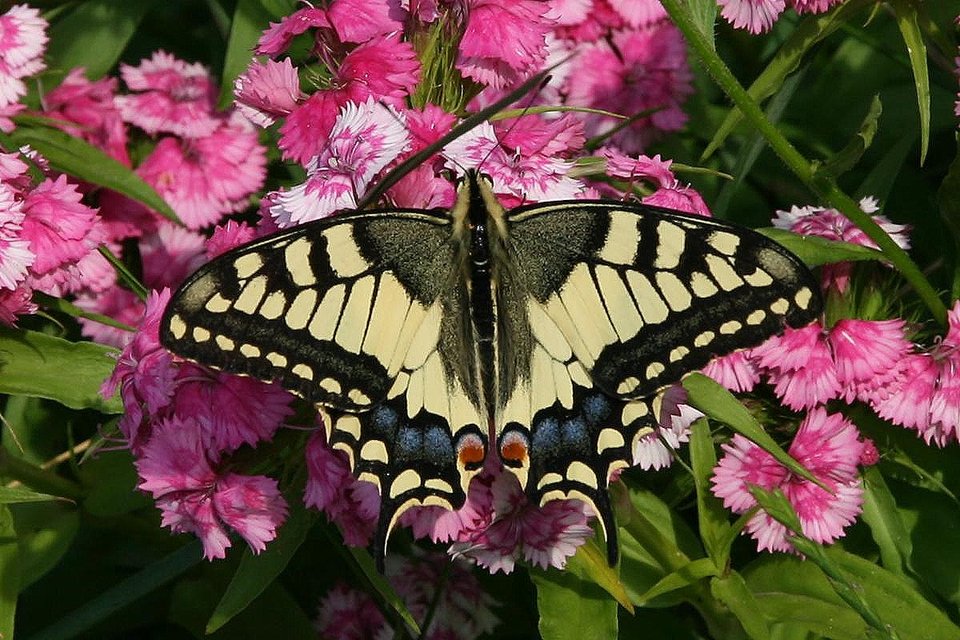 Papilio machaon - fecskefarkú lepke