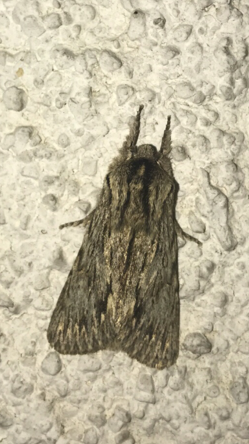 Asteroscopus sphinx - csillagnéző bundásbagoly
