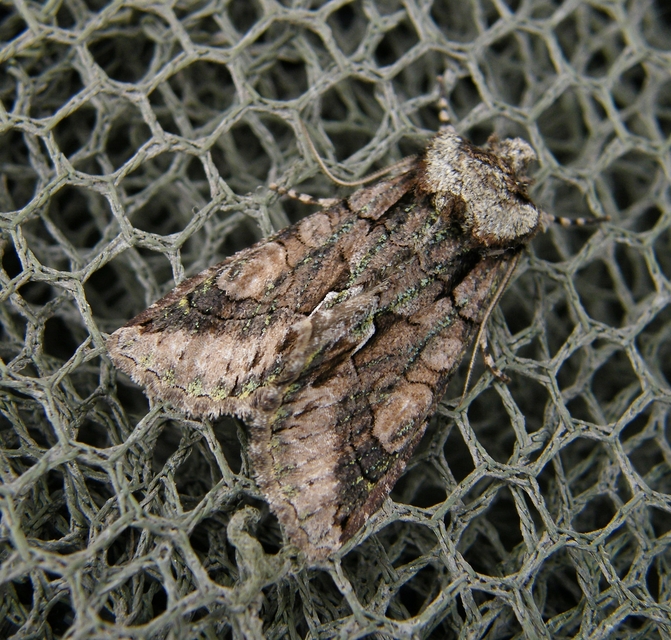 Allophyes oxyacanthae - galagonyabagoly