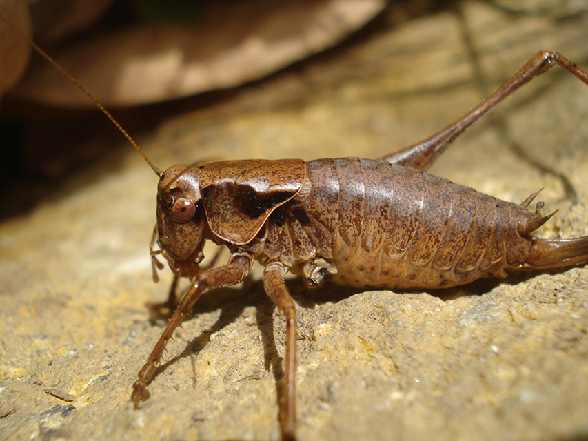 Pholidoptera griseoaptera - szürke avarszöcske