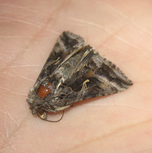 Autographa gamma - gammalepke