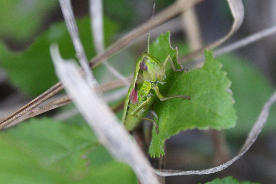 Euthystira brachyptera - smaragdzöld sáska