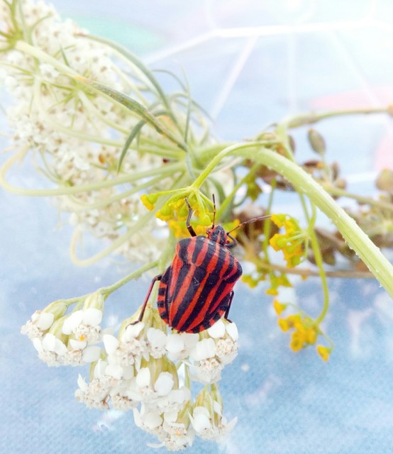 Graphosoma italicum - csíkos pajzsospoloska