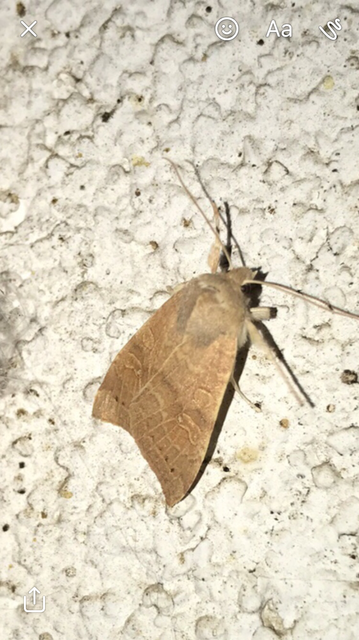 Cirrhia ocellaris - fakó sárgabagoly