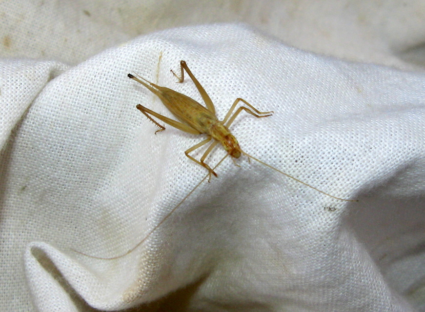Oecanthus pellucens - pirregőtücsök