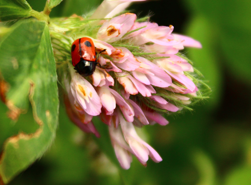 Cryptocephalus bipunctatus - kétpettyes zömökbogár