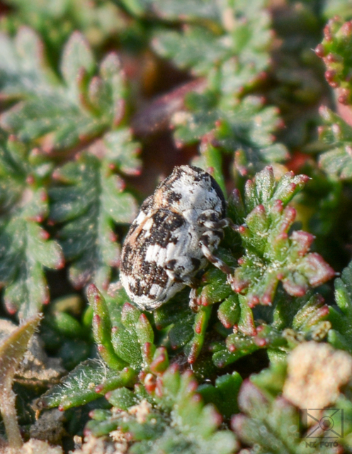 Hadroplontus litura - pompás aszatormányos