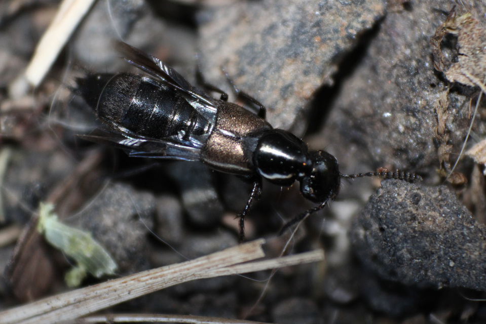 Philonthus tenuicornis - bronzos ganajholyva