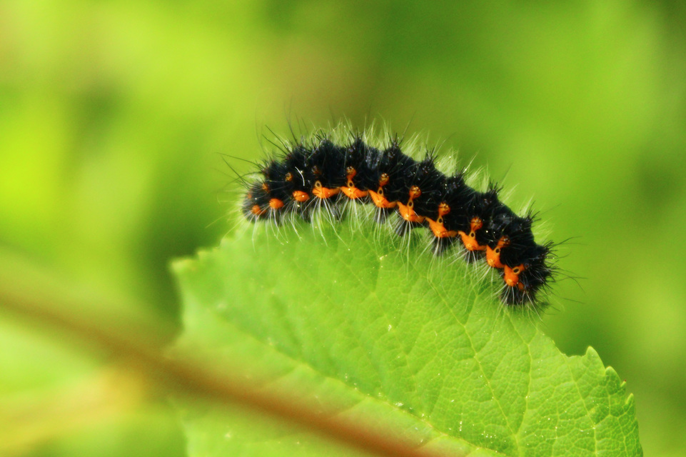 Saturnia pavoniella/pavonia