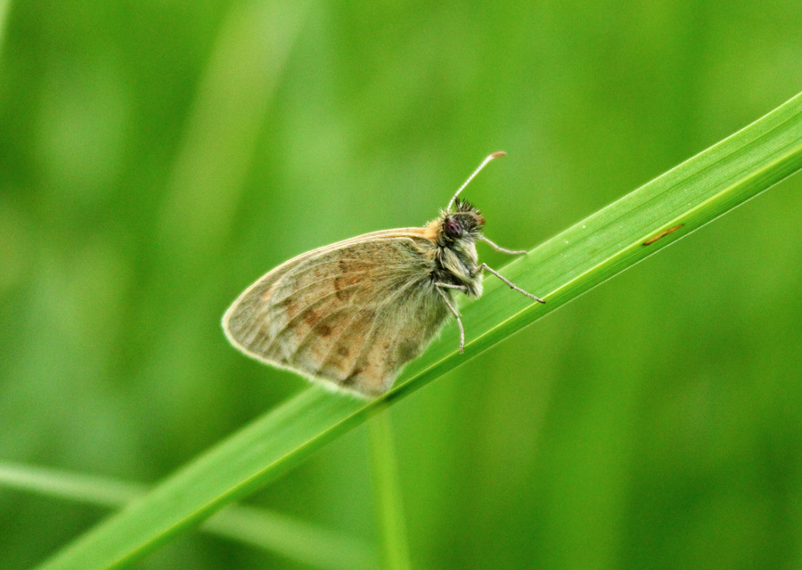 Coenonympha pamphilus - kis szénalepke