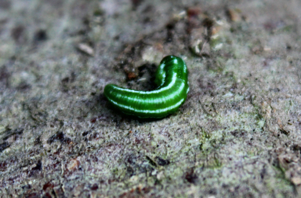 Diprionidae - fésűs fenyődarazsak