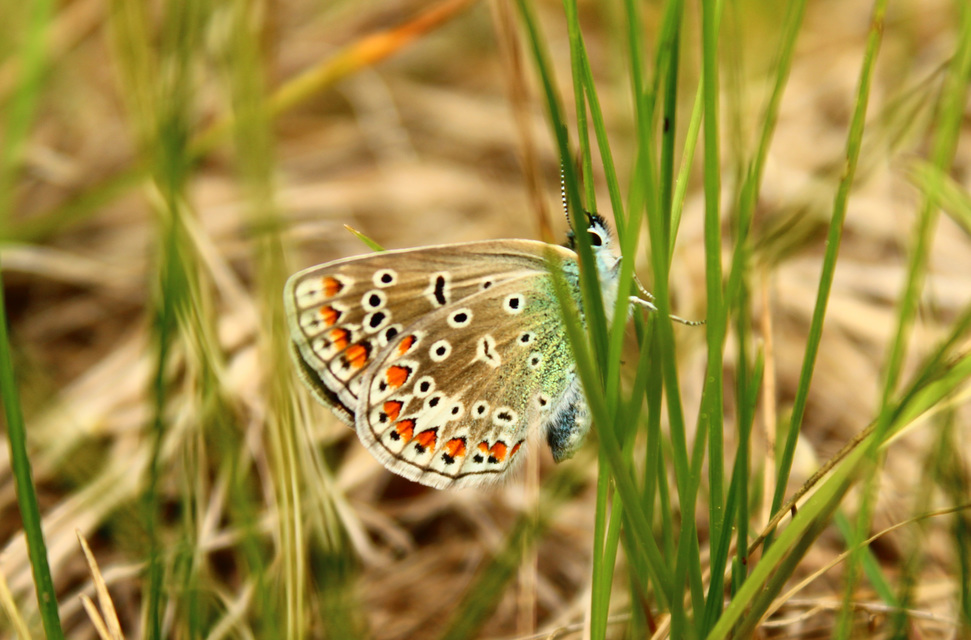 Polyommatus icarus - közönséges boglárka
