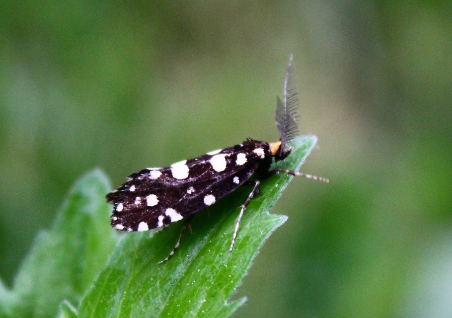 Euplocamus anthracinalis - fésűscsápú korhadékmoly