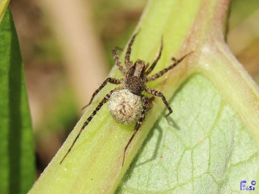 Pardosa