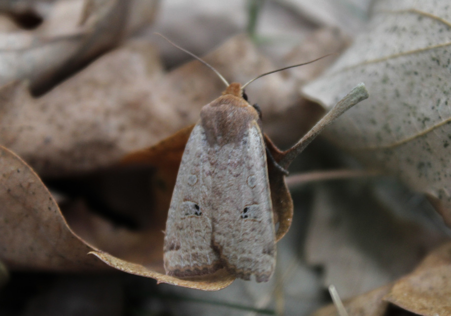 Conistra erythrocephala - vörösfejű őszibagoly