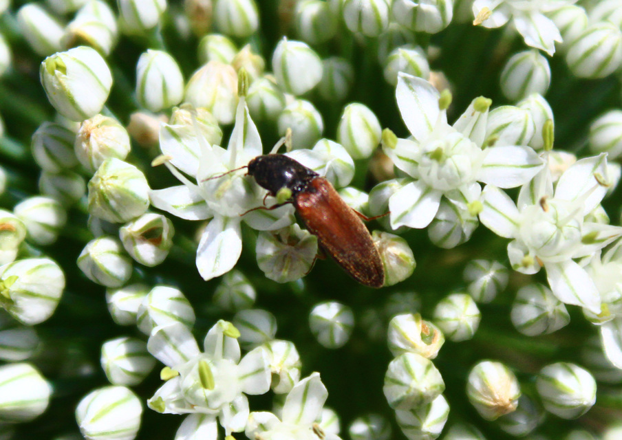 Agriotes ustulatus - mezei pattanó