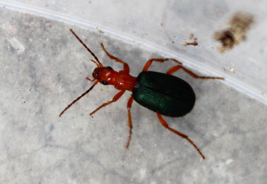 Brachinus crepitans - nagy pöfögőfutrinka