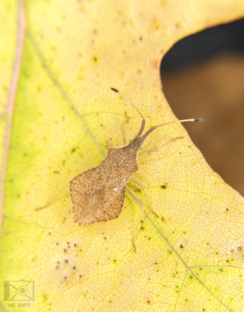 Syromastus rhombeus - vitorlás karimáspoloska