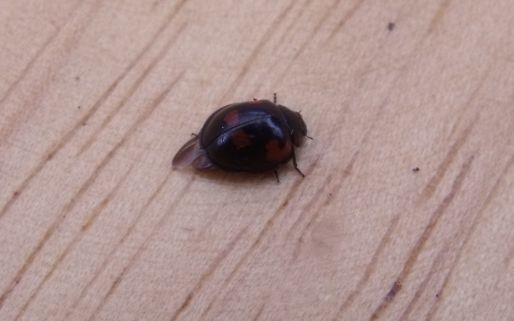 Exochomus quadripustulatus - négyfoltos szerecsenkata
