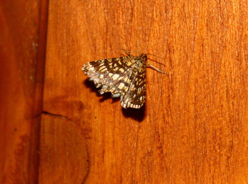 Chiasmia clathrata - rácsos rétiaraszoló