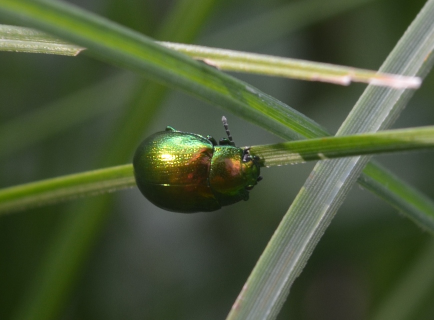 Chrysolina herbacea - zöld mentalevelész