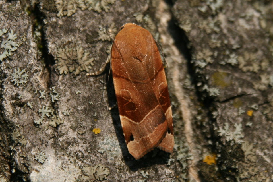Noctua fimbriata - szélessávú sárgafűbagoly