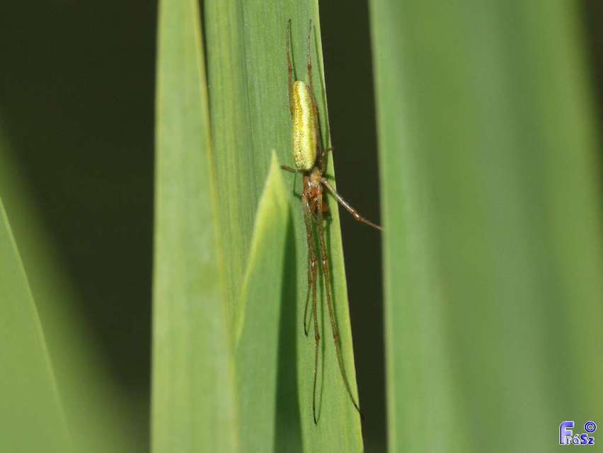 Tetragnatha