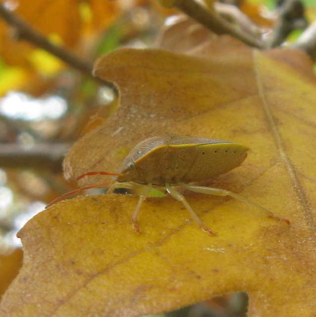 Piezodorus lituratus - bíboros címerespoloska Piezodorus lituratus - bíboros címerespoloska