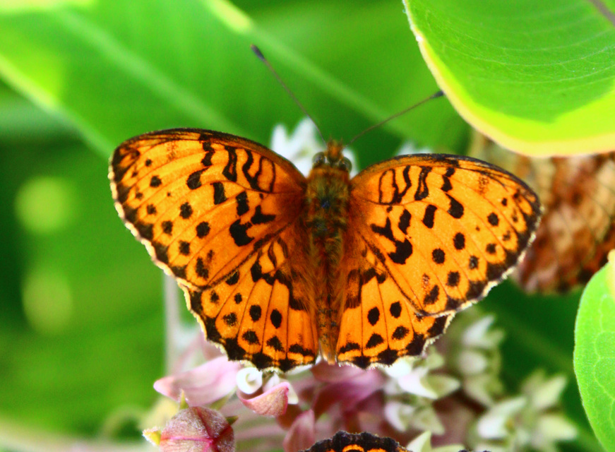 Brenthis daphne - málna-gyöngyházlepke Brenthis daphne - málna-gyöngyházlepke